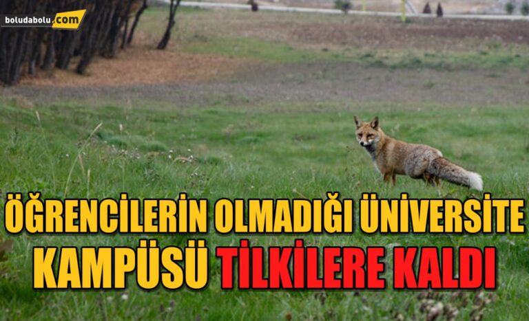 Öğrencilerin olmadığı üniversite kampüsü tilkilere kaldı