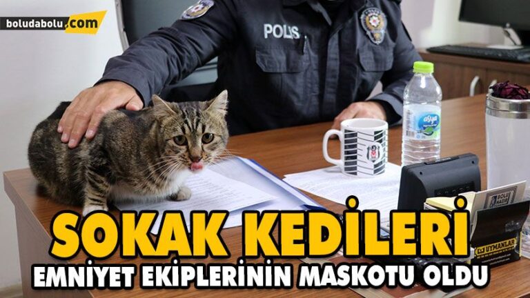 SOKAK KEDİLERİ EMNİYET EKİPLERİNİN MASKOTU OLDU