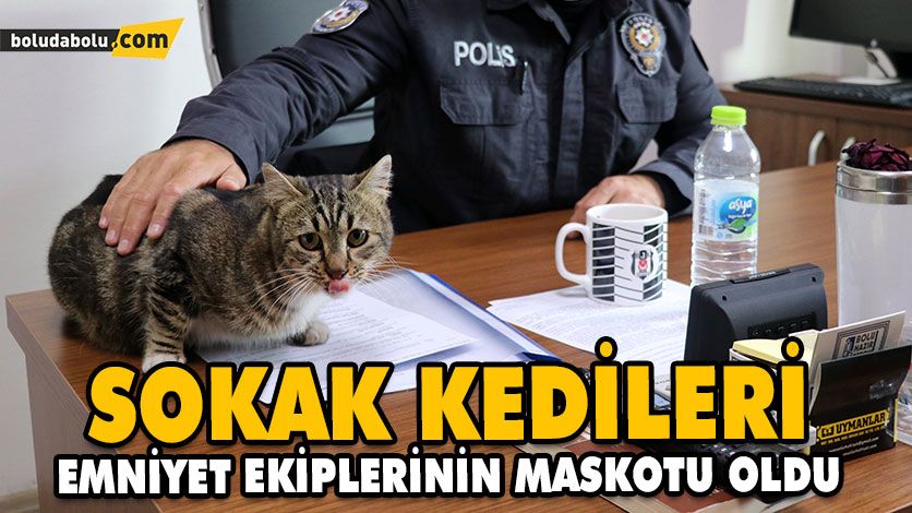 SOKAK KEDİLERİ EMNİYET EKİPLERİNİN MASKOTU OLDU SOKAK KEDİLERİ EMNİYET EKİPLERİNİN MASKOTU OLDU