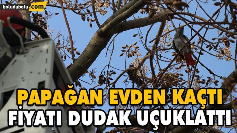 KAFESİNDEN KAÇAN PAPAĞANI YAKALAYAMADILAR