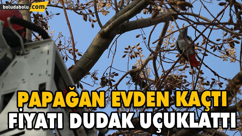 KAFESİNDEN KAÇAN PAPAĞANI YAKALAYAMADILAR KAFESİNDEN KAÇAN PAPAĞANI YAKALAYAMADILAR