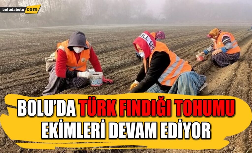 Bolu’da Türk Fındığı tohumu ekimleri devam ediyor Bolu’da Türk Fındığı tohumu ekimleri devam ediyor