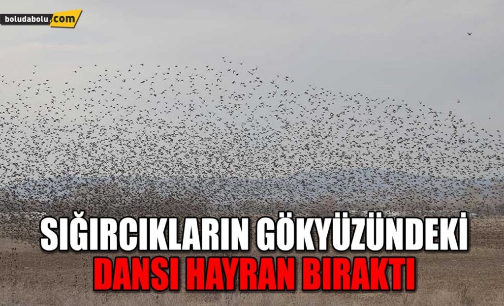 SIĞIRCIKLARIN GÖKYÜZÜNDEKİ DANSI HAYRAN BIRAKTI SIĞIRCIKLARIN GÖKYÜZÜNDEKİ DANSI HAYRAN BIRAKTI