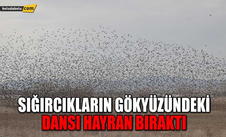 SIĞIRCIKLARIN GÖKYÜZÜNDEKİ DANSI HAYRAN BIRAKTI