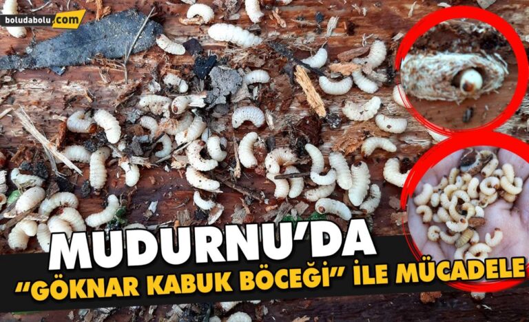 MUDURNU’DA “GÖKNAR KABUK BÖCEĞİ” İLE MÜCADELE