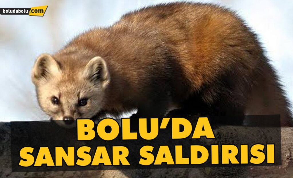 Bolu’da sansar saldırısı Bolu’da sansar saldırısı
