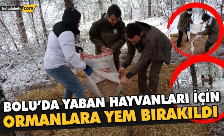 Bolu’da yaban hayvanları için ormanlara yem bırakıldı