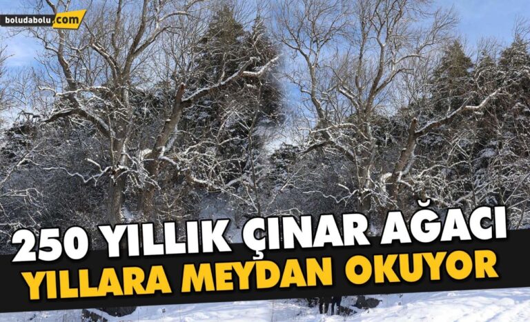 250 YILLIK ÇINAR AĞACI YILLARA MEYDAN OKUYOR