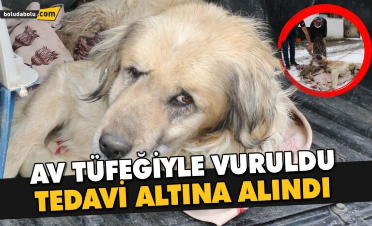 AV TÜFEĞİYLE VURULAN KÖPEK TEDAVİ ALTINA ALINDI