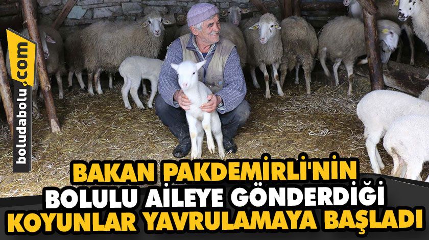 BAKAN PAKDEMİRLİ’NİN BOLULU AİLEYE GÖNDERDİĞİ KOYUNLAR YAVRULAMAYA BAŞLADI BAKAN PAKDEMİRLİ’NİN BOLULU AİLEYE GÖNDERDİĞİ KOYUNLAR YAVRULAMAYA BAŞLADI