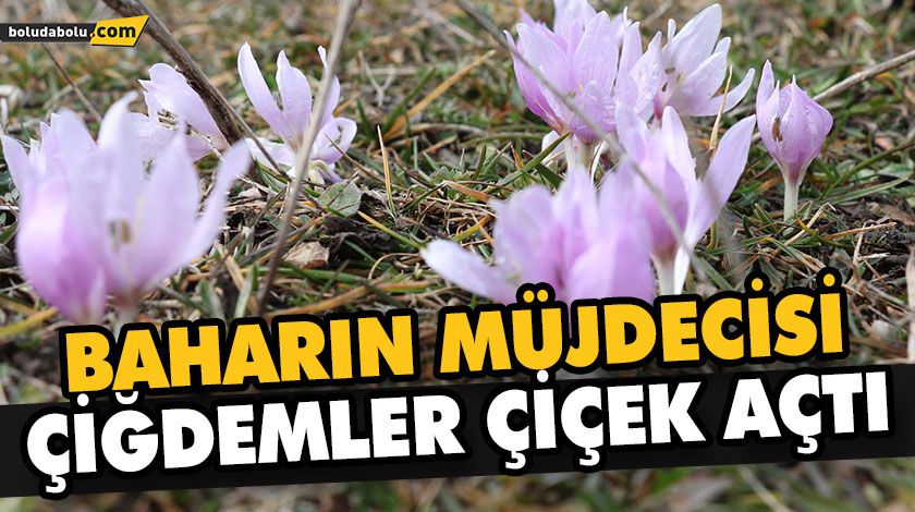 BAHARIN MÜJDECİSİ ÇİĞDEMLER ÇİÇEK AÇTI BAHARIN MÜJDECİSİ ÇİĞDEMLER ÇİÇEK AÇTI