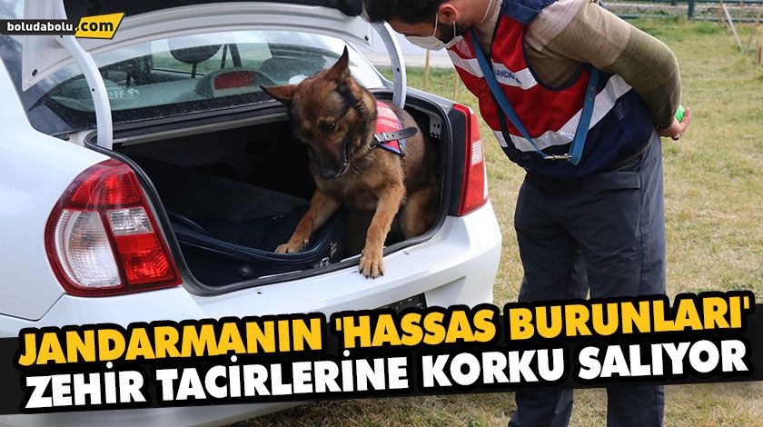 JANDARMANIN ‘HASSAS BURUNLARI’ ZEHİR TACİRLERİNE KORKU SALIYOR JANDARMANIN ‘HASSAS BURUNLARI’ ZEHİR TACİRLERİNE KORKU SALIYOR
