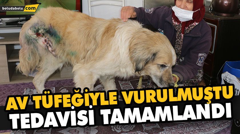 AV TÜFEĞİYLE VURULMUŞTU TEDAVİSİ TAMAMLANDI AV TÜFEĞİYLE VURULMUŞTU TEDAVİSİ TAMAMLANDI