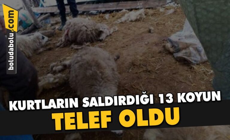 KURTLARIN SALDIRDIĞI 13 KOYUN TELEF OLDU