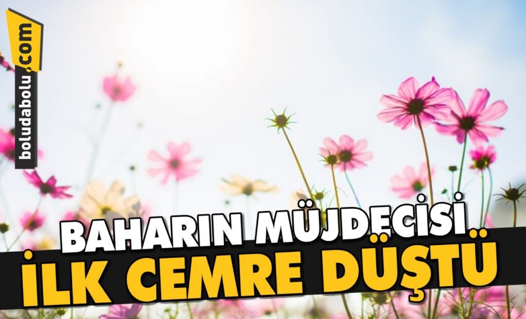 İLK CEMRE DÜŞTÜ İLK CEMRE DÜŞTÜ