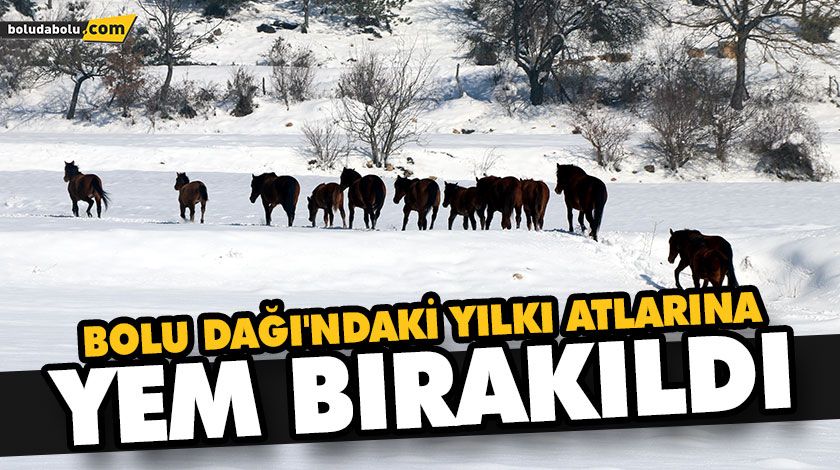 BOLU DAĞI’NDAKİ YILKI ATLARINA YEM BIRAKILDI BOLU DAĞI’NDAKİ YILKI ATLARINA YEM BIRAKILDI