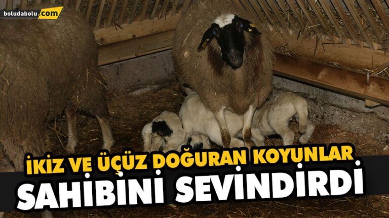 İKİZ VE ÜÇÜZ DOĞURAN KOYUNLAR SAHİBİNİ SEVİNDİRDİ