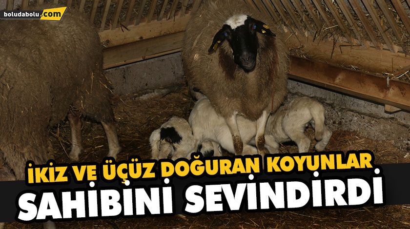 İKİZ VE ÜÇÜZ DOĞURAN KOYUNLAR SAHİBİNİ SEVİNDİRDİ İKİZ VE ÜÇÜZ DOĞURAN KOYUNLAR SAHİBİNİ SEVİNDİRDİ