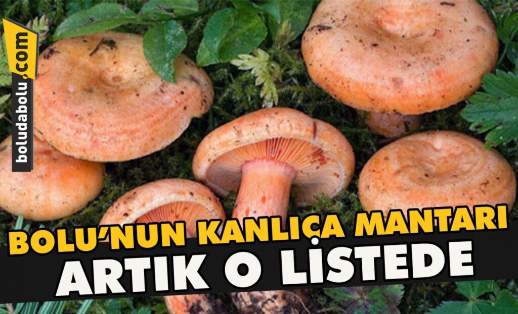 Bolu’nun kanlıca mantarı artık o listede Bolu’nun kanlıca mantarı artık o listede