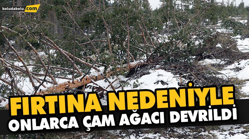FIRTINA NEDENİYLE ONLARCA ÇAM AĞACI DEVRİLDİ FIRTINA NEDENİYLE ONLARCA ÇAM AĞACI DEVRİLDİ