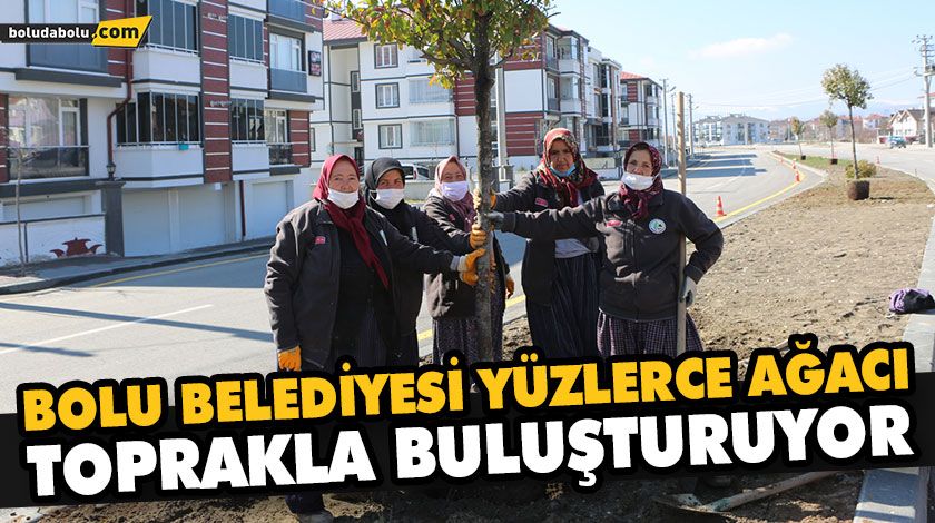 BOLU BELEDİYESİ YÜZLERCE AĞACI TOPRAKLA BULUŞTURUYOR BOLU BELEDİYESİ YÜZLERCE AĞACI TOPRAKLA BULUŞTURUYOR