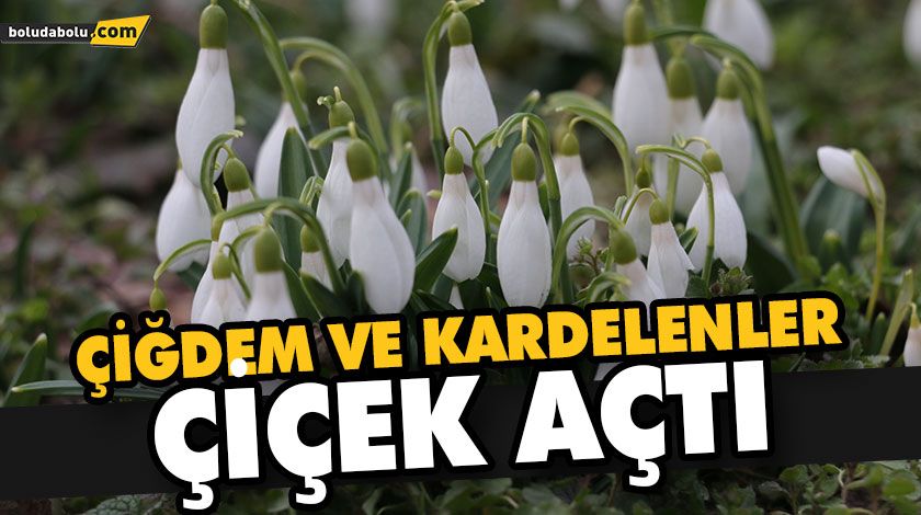 ÇİĞDEM VE KARDELENLER ÇİÇEK AÇTI ÇİĞDEM VE KARDELENLER ÇİÇEK AÇTI