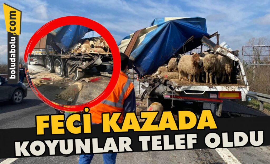 Feci kazada koyunlar telef oldu