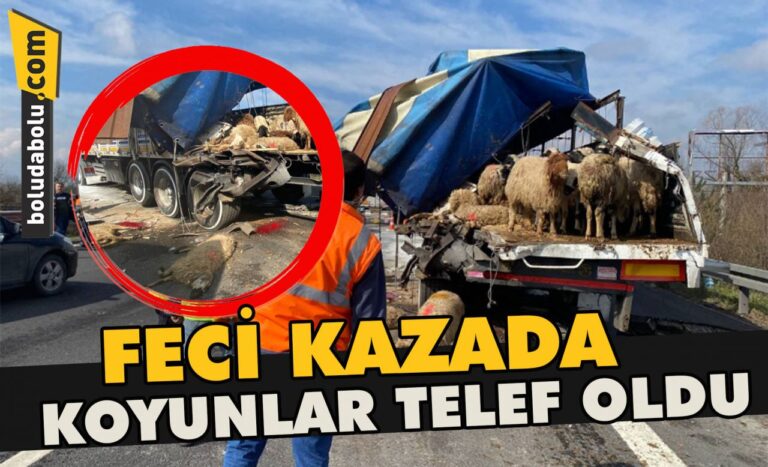 Feci kazada koyunlar telef oldu