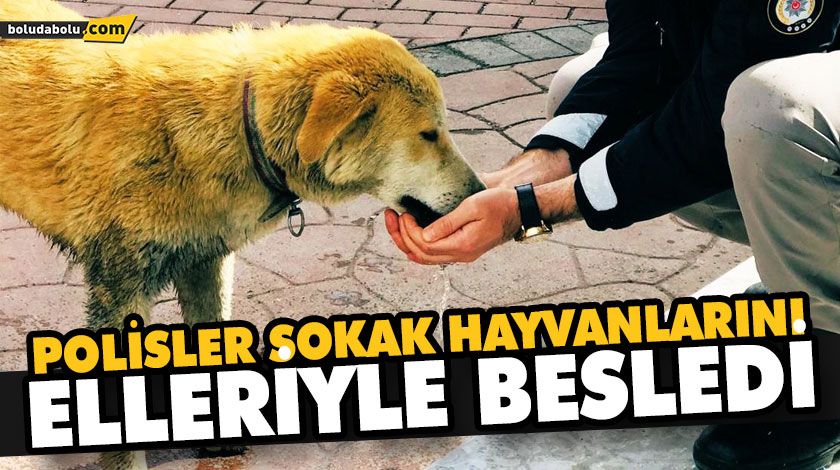 POLİSLER SOKAK HAYVANLARINI ELLERİYLE BESLEDİ POLİSLER SOKAK HAYVANLARINI ELLERİYLE BESLEDİ