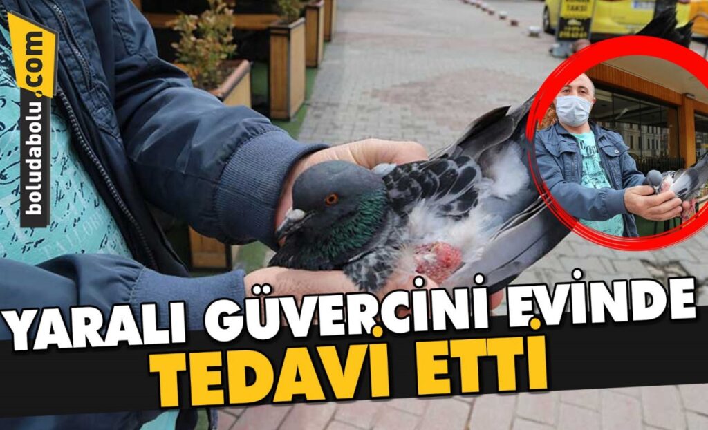 HAYVANSEVER VATANDAŞ KEDİDEN KURTARDIĞI GÜVERCİNİ TEDAVİ ETMEK İÇİN EVİNE GÖTÜRDÜ HAYVANSEVER VATANDAŞ KEDİDEN KURTARDIĞI GÜVERCİNİ TEDAVİ ETMEK İÇİN EVİNE GÖTÜRDÜ