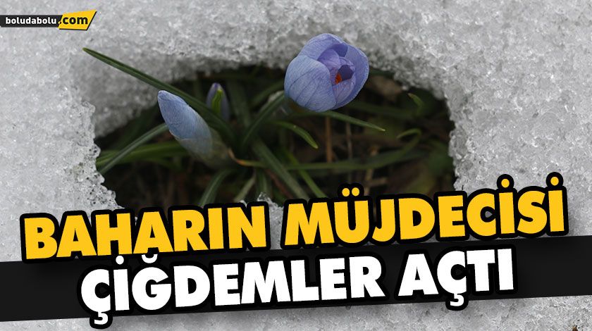 GÖYNÜK’TE BAHARIN MÜJDECİSİ ÇİĞDEMLER AÇTI