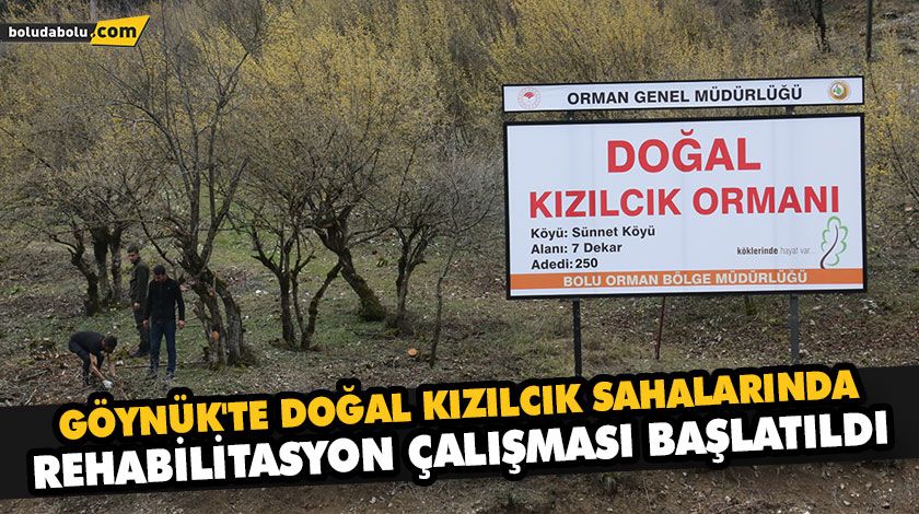 GÖYNÜK’TE DOĞAL KIZILCIK SAHALARINDA REHABİLİTASYON ÇALIŞMASI BAŞLATILDI
