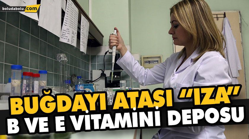 IZA BUĞDAYI YÜKSEK ORANDA B VE E VİTAMİNİ İÇERİYOR IZA BUĞDAYI YÜKSEK ORANDA B VE E VİTAMİNİ İÇERİYOR