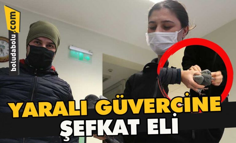 Yaralı güvercine şefkat eli