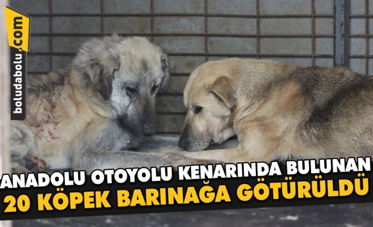 Bolu’da Anadolu Otoyolu kenarında bulunan 20 köpek barınağa götürüldü