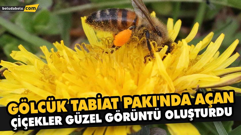 GÖLCÜK TABİAT PAKI’NDA AÇAN ÇİÇEKLER GÜZEL GÖRÜNTÜ OLUŞTURDU GÖLCÜK TABİAT PAKI’NDA AÇAN ÇİÇEKLER GÜZEL GÖRÜNTÜ OLUŞTURDU