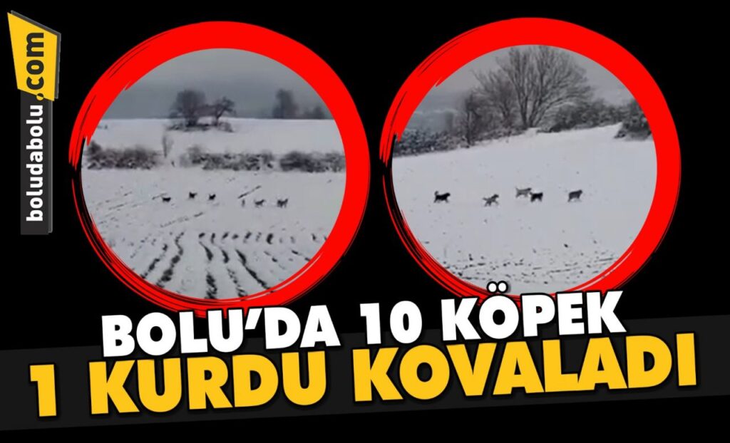 BOLU’DA 10 KÖPEK 1 KURDU KOVALADI BOLU’DA 10 KÖPEK 1 KURDU KOVALADI