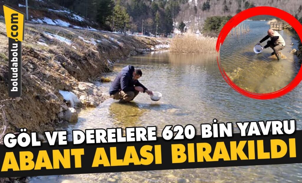 Bolu’daki göl ve derelere 620 bin yavru Abant alası bırakıldı Bolu’daki göl ve derelere 620 bin yavru Abant alası bırakıldı