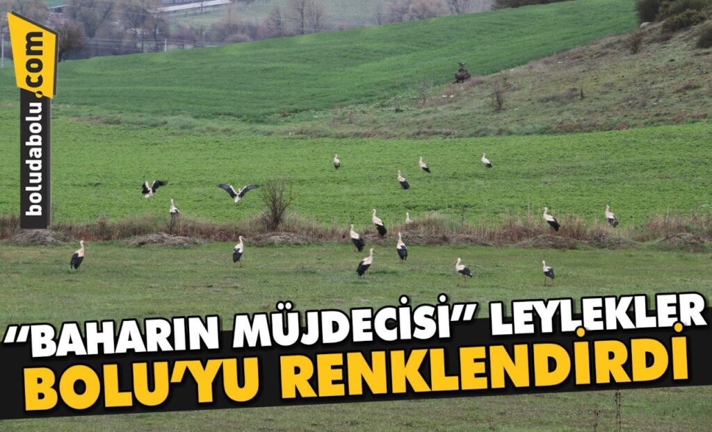 “Baharın müjdecisi” leylekler Bolu’yu renklendirdi “Baharın müjdecisi” leylekler Bolu’yu renklendirdi