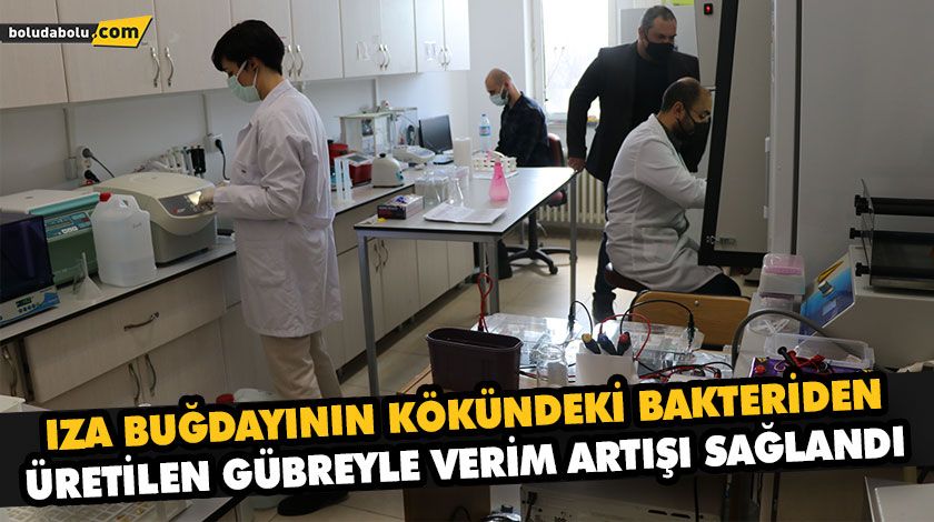 IZA BUĞDAYININ KÖKÜNDEKİ BAKTERİDEN ÜRETİLEN GÜBREYLE VERİM ARTIŞI SAĞLANDI IZA BUĞDAYININ KÖKÜNDEKİ BAKTERİDEN ÜRETİLEN GÜBREYLE VERİM ARTIŞI SAĞLANDI