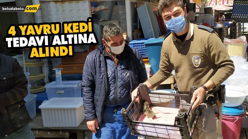 4 YAVRU KEDİ TEDAVİ ALTINA ALINDI