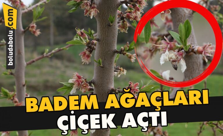 Badem ağaçları çiçek açtı