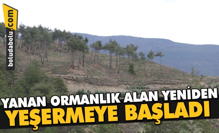 Bolu’da yanan ormanlık alan yeniden yeşermeye başladı