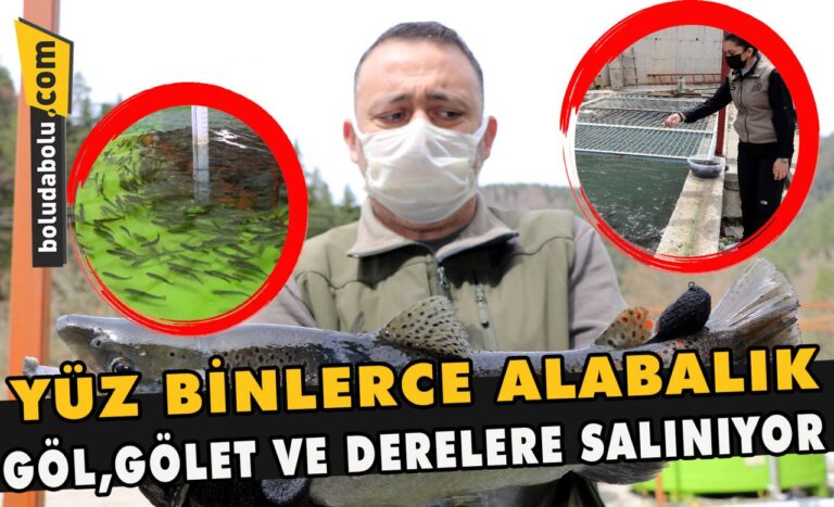 Yüz Binlerce Alabalık göl, gölet ve derelere salınıyor