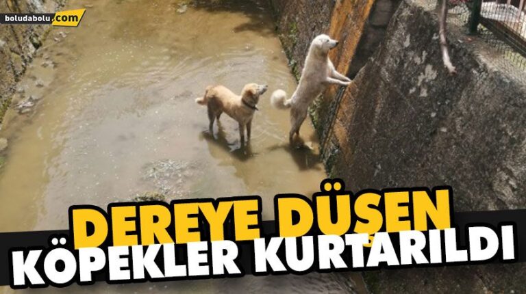 DEREYE DÜŞEN KÖPEKLER KURTARILDI