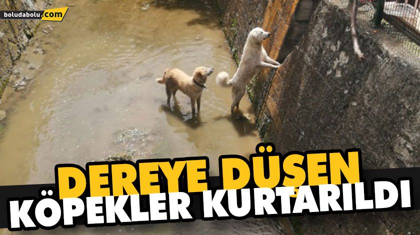 DEREYE DÜŞEN KÖPEKLER KURTARILDI DEREYE DÜŞEN KÖPEKLER KURTARILDI