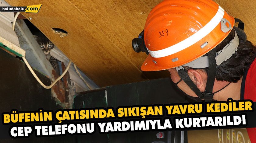 BÜFENİN ÇATISINDA SIKIŞAN YAVRU KEDİLER CEP TELEFONU YARDIMIYLA KURTARILDI BÜFENİN ÇATISINDA SIKIŞAN YAVRU KEDİLER CEP TELEFONU YARDIMIYLA KURTARILDI
