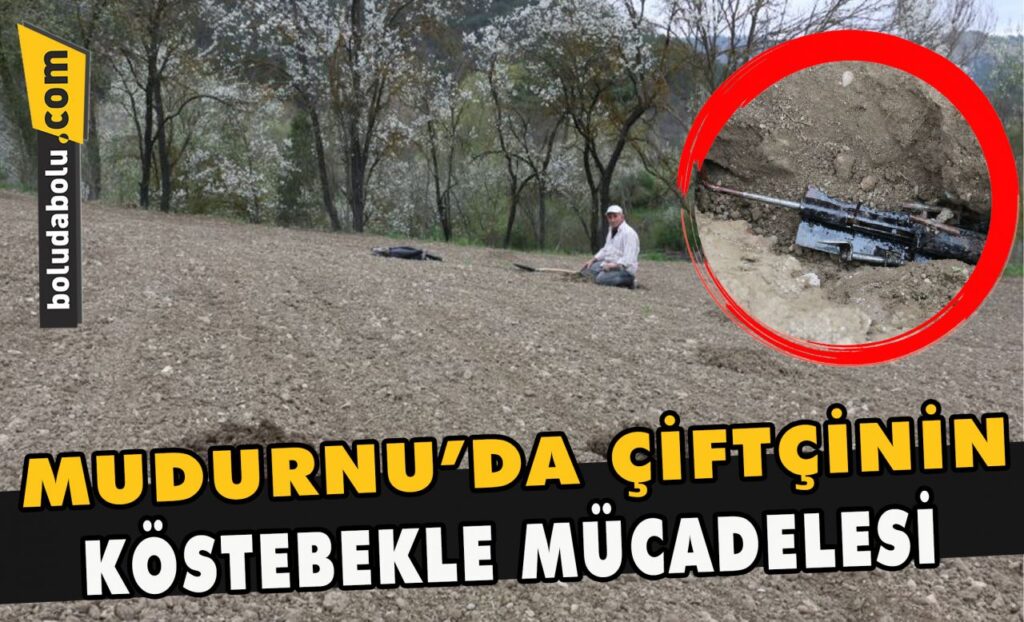 Mudurnu’da çiftçinin köstebekle mücadelesi Mudurnu’da çiftçinin köstebekle mücadelesi