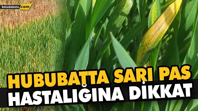 HUBUBATTA SARI PAS HASTALIĞINA DİKKAT HUBUBATTA SARI PAS HASTALIĞINA DİKKAT