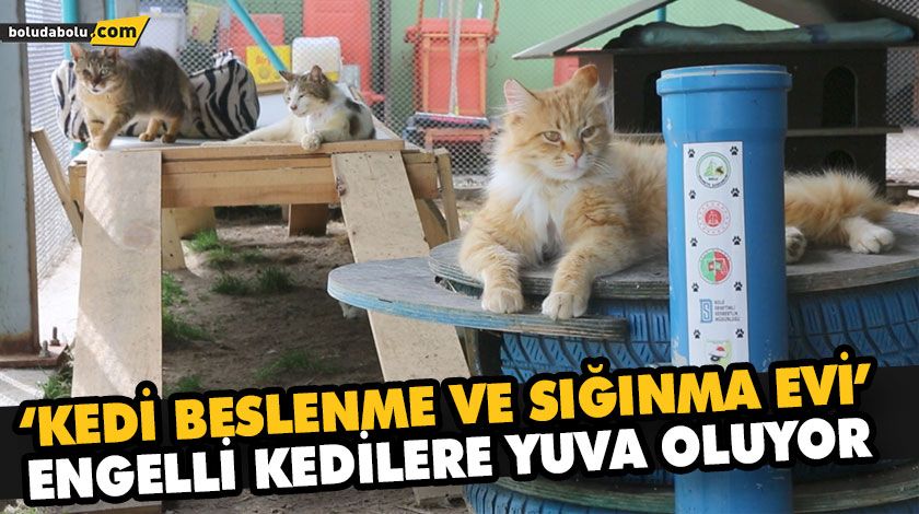 ‘KEDİ BESLENME VE SIĞINMA EVİ’ ENGELLİ KEDİLERE YUVA OLUYOR ‘KEDİ BESLENME VE SIĞINMA EVİ’ ENGELLİ KEDİLERE YUVA OLUYOR